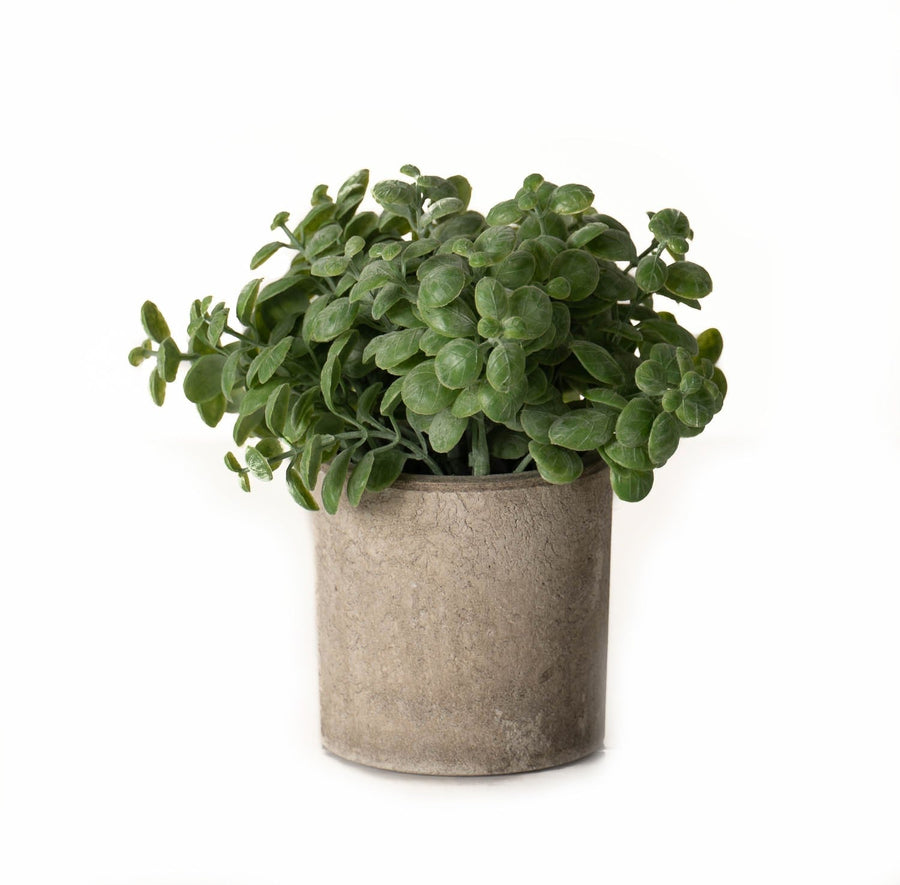 22096 - Coa Living Basil Plant In Stone Effect Pot - Coa Living